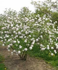Future Forests Viburnum X Burkwoodii Mohawk