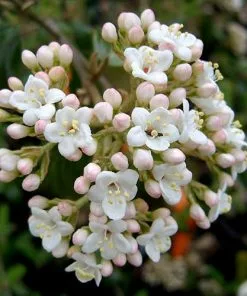 Future Forests Viburnum X Burkwoodii Mohawk