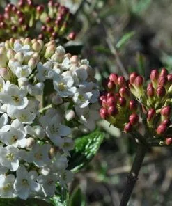 Future Forests Viburnum X Burkwoodii Mohawk