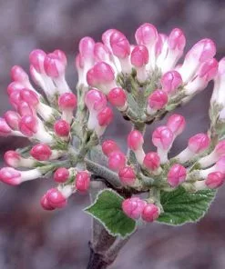 Future Forests Viburnum X Burkwoodii Mohawk