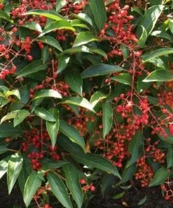 Future Forests Viburnum X Hillieri Winton Shrubs