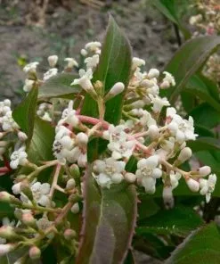 Future Forests Viburnum X Hillieri Winton Shrubs