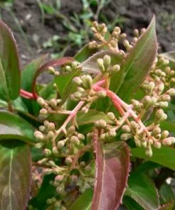 Future Forests Viburnum X Hillieri Winton Shrubs