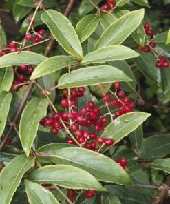 Future Forests Viburnum X Hillieri Winton Shrubs