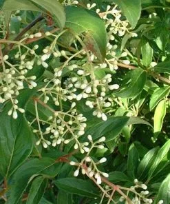 Future Forests Viburnum X Hillieri Winton Shrubs
