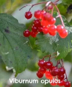 Future Forests Hedging Native Wildlife Fruiting Hedge Mix
