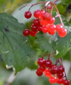 Future Forests Viburnum Opulus - Guelder Rose Native Wildlife Fruiting Hedge