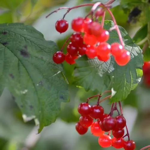 Future Forests Viburnum Opulus - Guelder Rose Native Wildlife Fruiting Hedge 4 Future Forests Viburnum Opulus - Guelder Rose Native Wildlife Fruiting Hedge