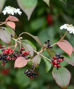 Future Forests Viburnum Plicatum Dart's Red Robin Shrubs