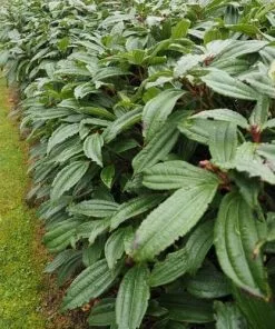 Future Forests Viburnum Davidii