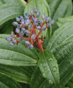 Future Forests Viburnum Davidii