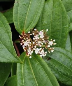 Future Forests Viburnum Davidii
