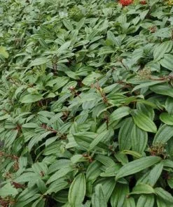 Future Forests Viburnum Davidii