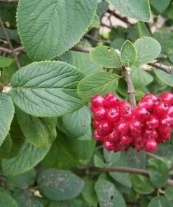 Future Forests Viburnum Lantana