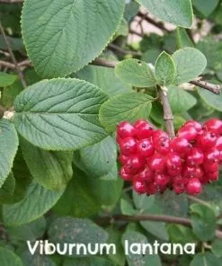 Future Forests Hedging Native Wildlife Fruiting Hedge Mix