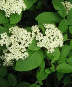 Future Forests Viburnum Lantana