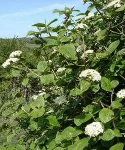Future Forests Viburnum Lantana