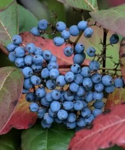 Future Forests Viburnum Nudum