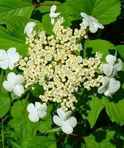 Future Forests Viburnum Opulus - Guelder Rose Native Wildlife Fruiting Hedge 12 Future Forests Viburnum Opulus - Guelder Rose Native Wildlife Fruiting Hedge
