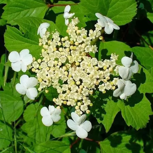 Future Forests Viburnum Opulus - Guelder Rose Native Wildlife Fruiting Hedge 7 Future Forests Viburnum Opulus - Guelder Rose Native Wildlife Fruiting Hedge