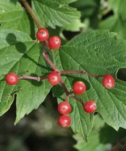 Future Forests Viburnum Opulus - Guelder Rose Native Wildlife Fruiting Hedge 10 Future Forests Viburnum Opulus - Guelder Rose Native Wildlife Fruiting Hedge