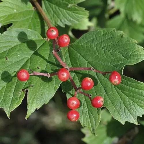 Future Forests Viburnum Opulus - Guelder Rose Native Wildlife Fruiting Hedge 5 Future Forests Viburnum Opulus - Guelder Rose Native Wildlife Fruiting Hedge