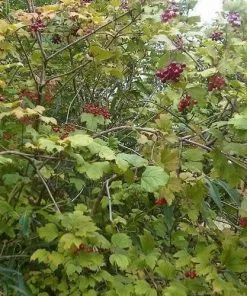 Future Forests Viburnum Opulus - Guelder Rose Native Wildlife Fruiting Hedge 13 Future Forests Viburnum Opulus - Guelder Rose Native Wildlife Fruiting Hedge