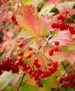 Future Forests Viburnum Opulus - Guelder Rose Native Wildlife Fruiting Hedge