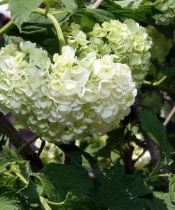 Future Forests Viburnum Opulus Roseum