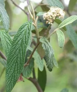 Future Forests Viburnum Rhytidophyllum Shrubs