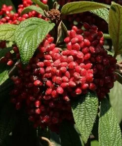 Future Forests Viburnum Rhytidophyllum Shrubs