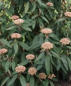 Future Forests Viburnum Rhytidophyllum Shrubs