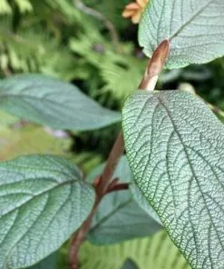 Future Forests Shrubs Viburnum Rhyditophyllum Willowood