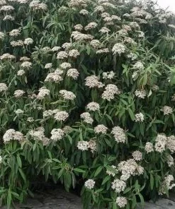 Future Forests Shrubs Viburnum Rhyditophyllum Willowood