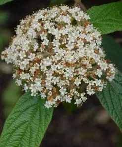 Future Forests Shrubs Viburnum Rhyditophyllum Willowood