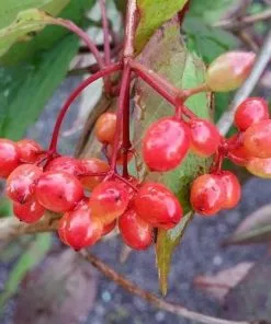 Future Forests Shrubs Viburnum Setigerum