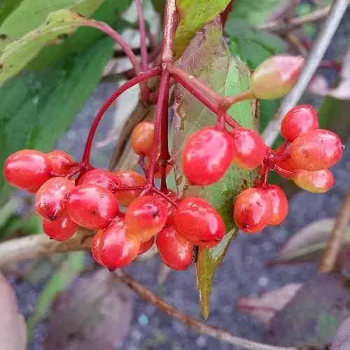 Future Forests Shrubs Viburnum Setigerum 3 Future Forests Shrubs Viburnum Setigerum