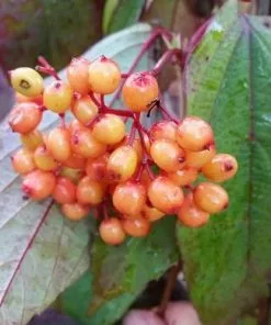 Future Forests Shrubs Viburnum Setigerum 6 Future Forests Shrubs Viburnum Setigerum