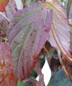 Future Forests Shrubs Viburnum Setigerum 7 Future Forests Shrubs Viburnum Setigerum