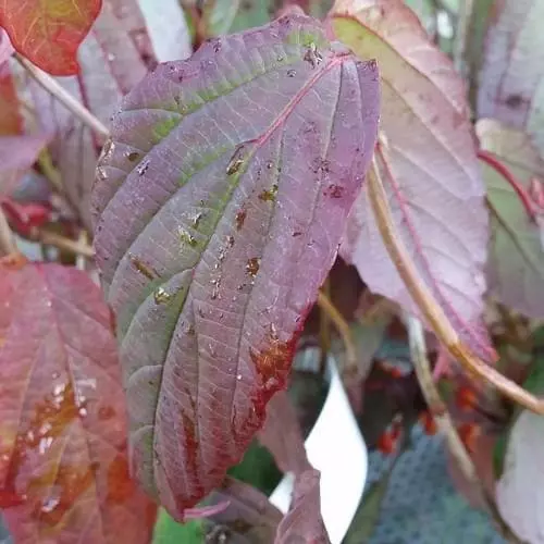 Future Forests Shrubs Viburnum Setigerum 5 Future Forests Shrubs Viburnum Setigerum