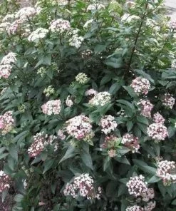 Future Forests Viburnum Tinus Shrubs