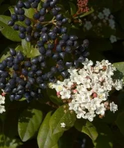 Future Forests Viburnum Tinus Shrubs