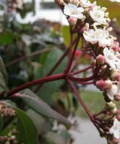 Future Forests Viburnum Tinus Shrubs