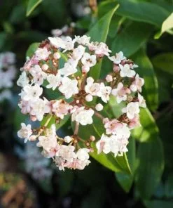 Future Forests Viburnum Tinus Lisa Rose Shrubs