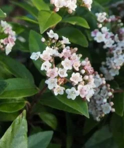 Future Forests Viburnum Tinus Lisa Rose Shrubs