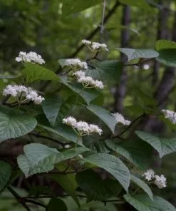 Future Forests Shrubs Viburnum Wrightii
