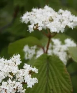 Future Forests Shrubs Viburnum Wrightii