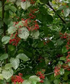 Future Forests Shrubs Viburnum Wrightii