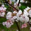 Future Forests Shrubs Viburnum X Bodnantense Charles Lamont