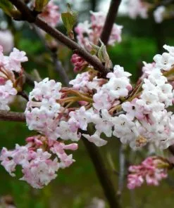 Future Forests Shrubs Viburnum X Bodnantense Charles Lamont
